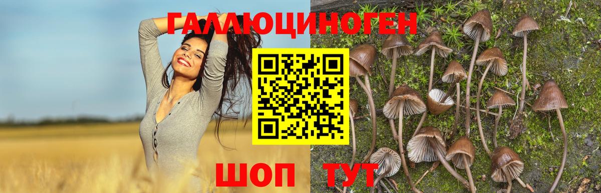 Псилоцибиновые грибы Psilocybe Саяногорск